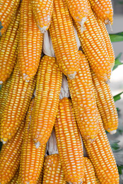 Aszalt kukorica aratás idő felfelé gyümölcs Stock fotó © stoonn