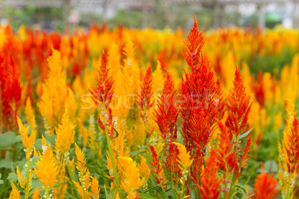 Celosia Cristata flower Stock photo © stoonn