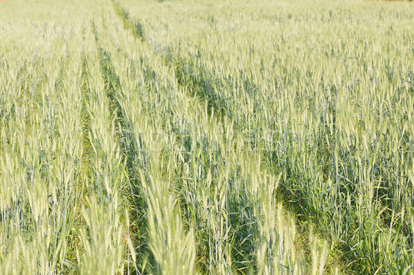 Green barley growing in a field Stock photo © stoonn