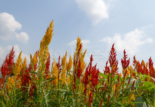 Celosia Cristata flower Stock photo © stoonn