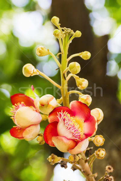 Shorea Robus flowers Stock photo © stoonn