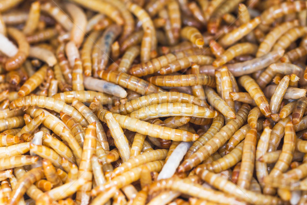 Meal worms Stock photo © stoonn