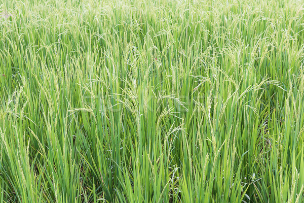 Close up paddy field Stock photo © stoonn