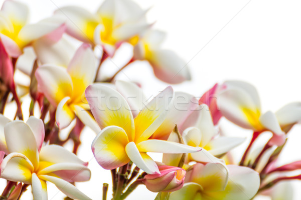 Lan fleur blanche fleur blanche Thaïlande Photo stock © stoonn