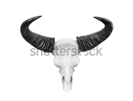 Cow skull isolated   Stock photo © stoonn