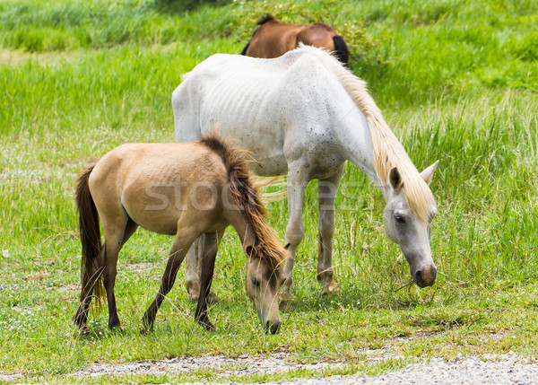 Horse in field  Stock photo © stoonn