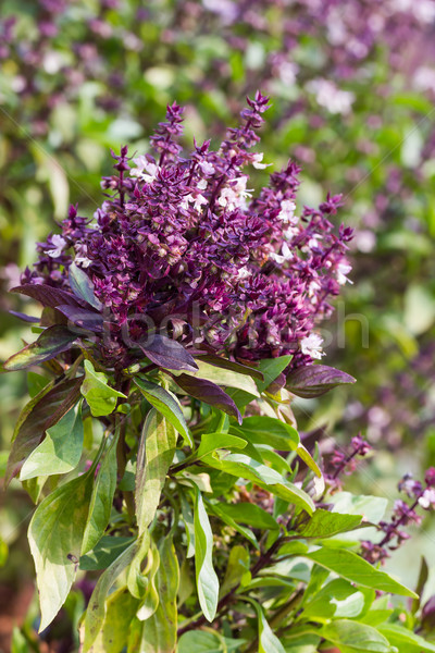 Stock photo: Basil and blossom