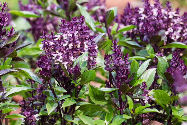 Manjericão flor fresco plantação médico natureza Foto stock © stoonn