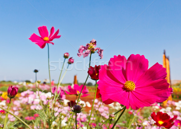 Jardim de flores céu primavera paisagem jardim verão Foto stock © stoonn