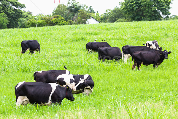 коров пастбище черно белые молоко мяса женщины Сток-фото © stoonn