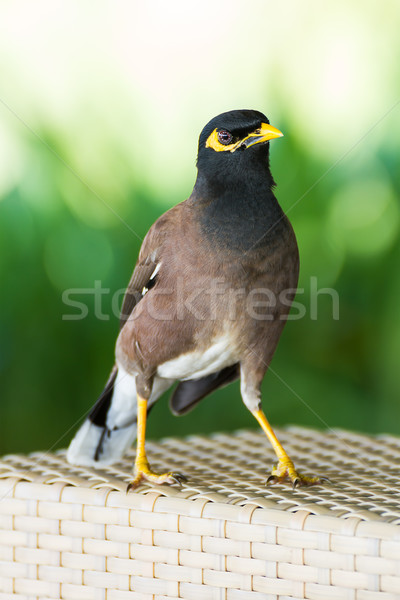 Common hill myna bird  Stock photo © stoonn