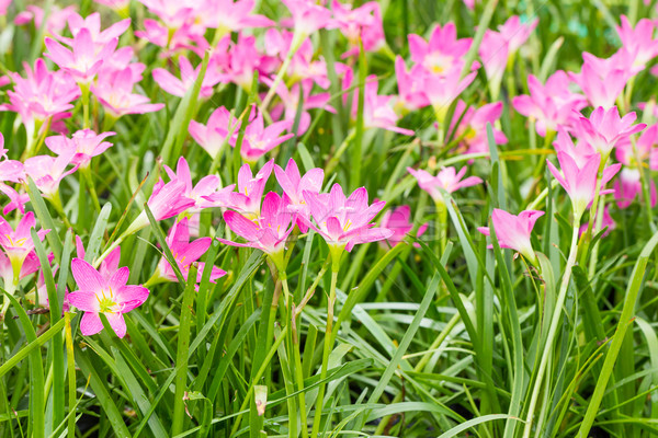 Fairy Lily  flower in garden Stock photo © stoonn
