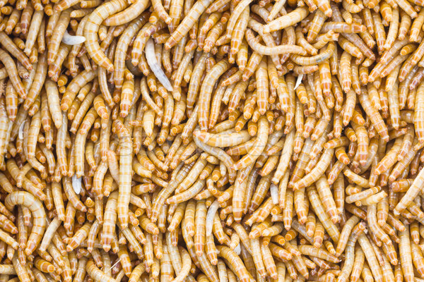 Mealworms Stock photo © stoonn
