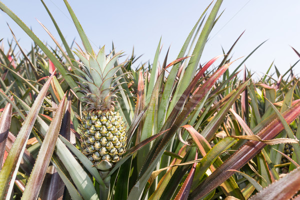 Ananas plantacja zielone lata dzień Zdjęcia stock © stoonn