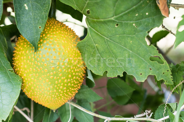 Spring Bitter Cucmber or Gac fruit Stock photo © stoonn