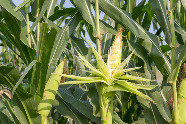 Close up corn on the stalk  Stock photo © stoonn