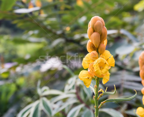 Christmas candle,Ringworm Bush Flower Stock photo © stoonn
