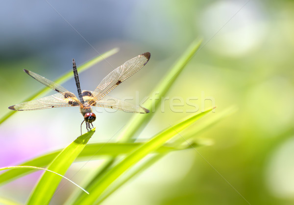 Dragonfly posiedzenia zielony liść zielona trawa zielone portret Zdjęcia stock © stoonn