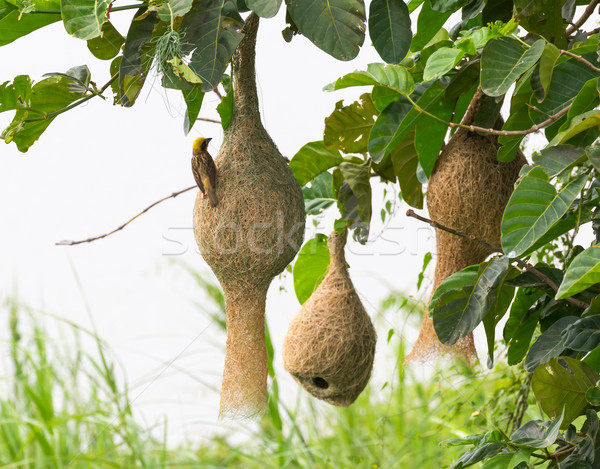 Baya weaver bird nest Stock photo © stoonn