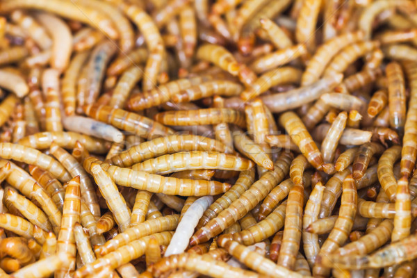 餐 名 甲蟲 科學 階段 動物 商業照片 © stoonn