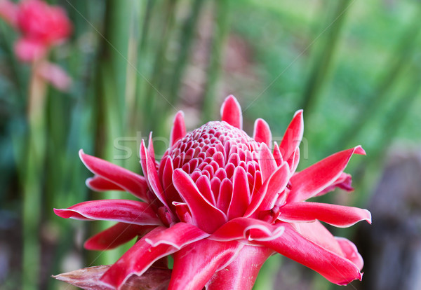 Foto stock: Tocha · gengibre · flores · família · primavera · floresta