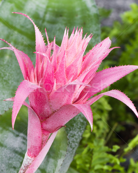 розовый цвести саду лист ананаса свежие Сток-фото © stoonn