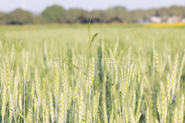 Green barley growing in a field Stock photo © stoonn