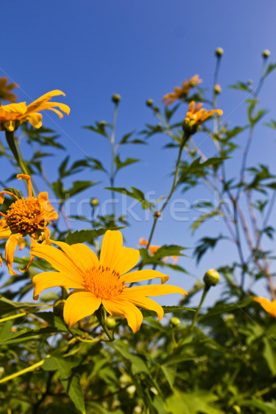 мексиканских подсолнечника небе цветок текстуры пейзаж Сток-фото © stoonn