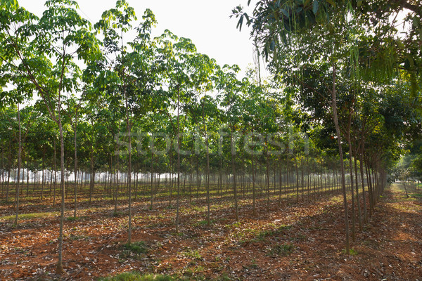 Rubber Plantation  Stock photo © stoonn