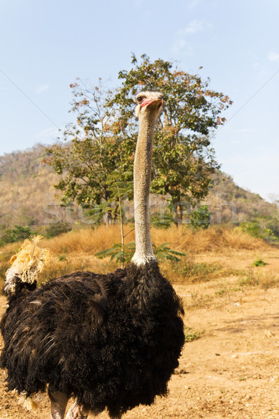 портрет страус дерево глаза лице Сток-фото © stoonn