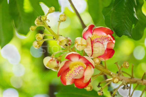 Flores bala de canhão flor floresta natureza beleza Foto stock © stoonn