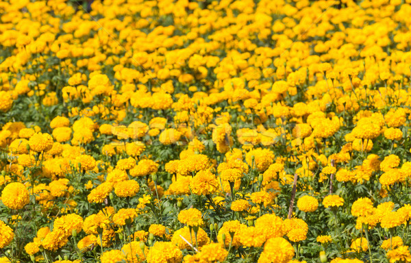  Marigold field Stock photo © stoonn