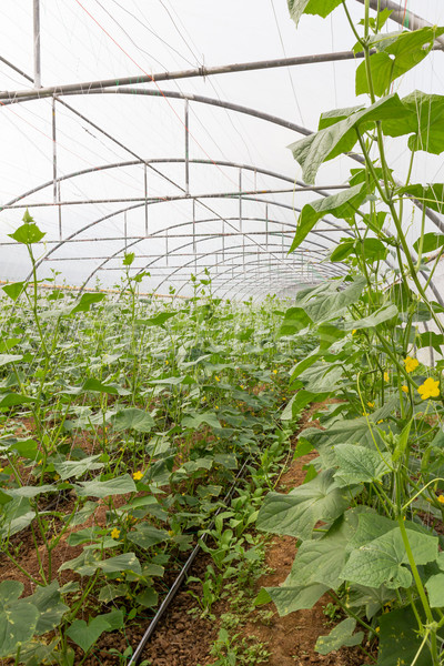 Stock photo: Pumpkin in  greenhouse