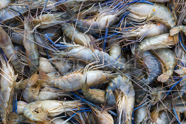 Fresh prawn Stock photo © stoonn