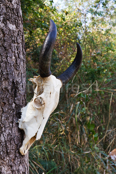 Skull buffalo Stock photo © stoonn