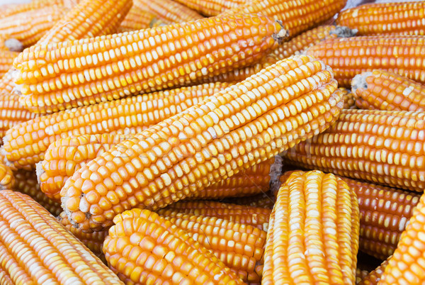 Yellow dried corn  Stock photo © stoonn