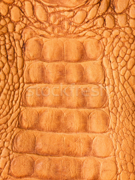  Crocodile skin Stock photo © stoonn