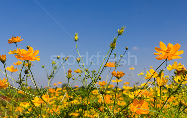 Yellow cosmos flowers Stock photo © stoonn