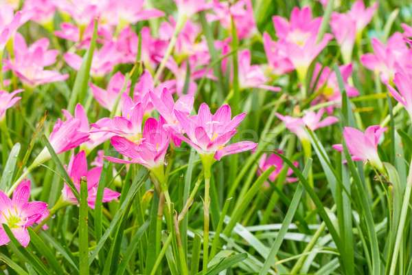 Fairy Lily  flower in garden Stock photo © stoonn
