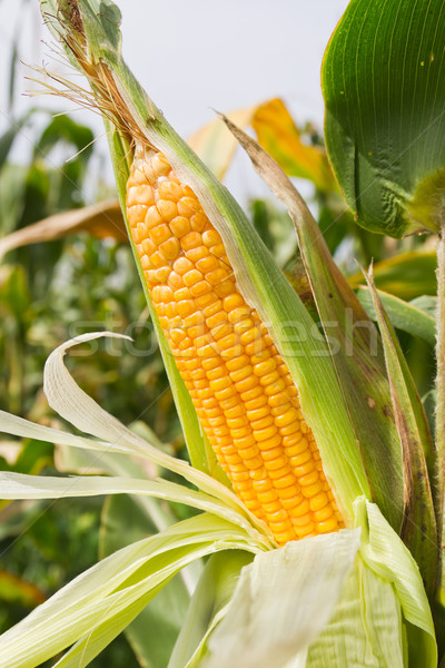 Corn on the stalk Stock photo © stoonn