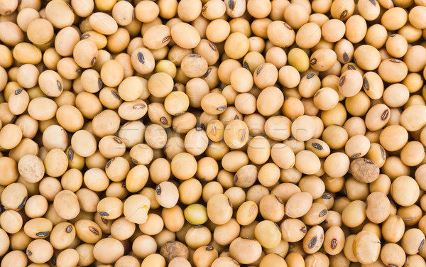 soybeans fills the frame  Stock photo © stoonn