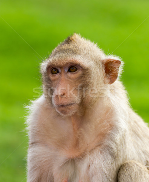 Macaque mongkey closeup  Stock photo © stoonn
