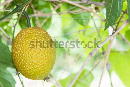 Spring Bitter Cucmber or Gac fruit Stock photo © stoonn