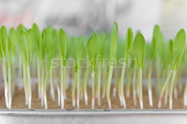 Genç mısır fide büyüyen toprak deney Stok fotoğraf © stoonn