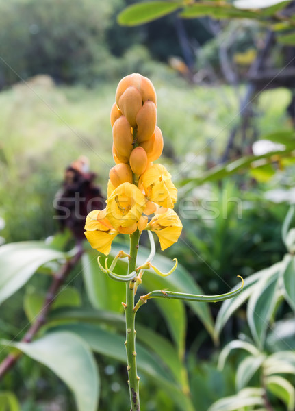 Christmas candle,Ringworm Bush Flower Stock photo © stoonn