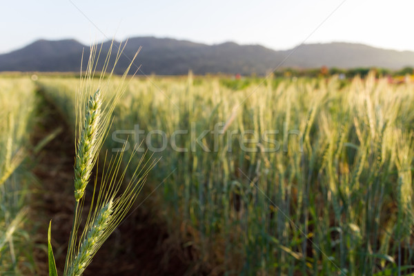 綠色 大麥 場 春天 草 商業照片 © stoonn