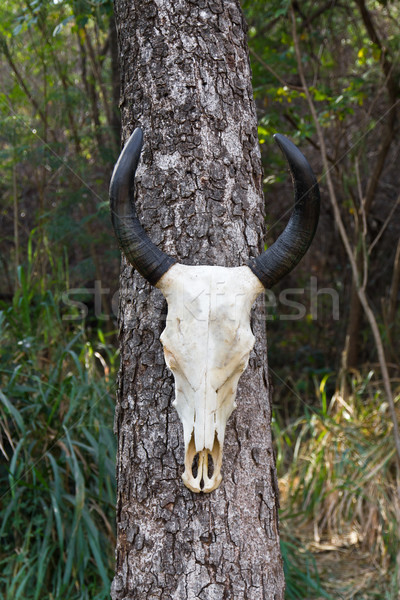 Skull buffalo Stock photo © stoonn