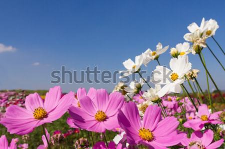Jardin de fleurs ciel bleu printemps paysage été domaine Photo stock © stoonn