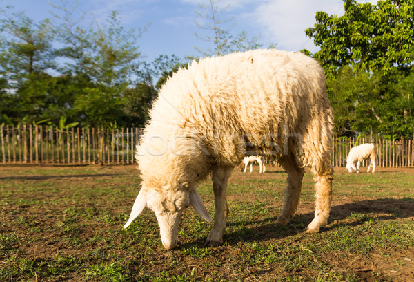 Sheep grazing   in the farm Stock photo © stoonn