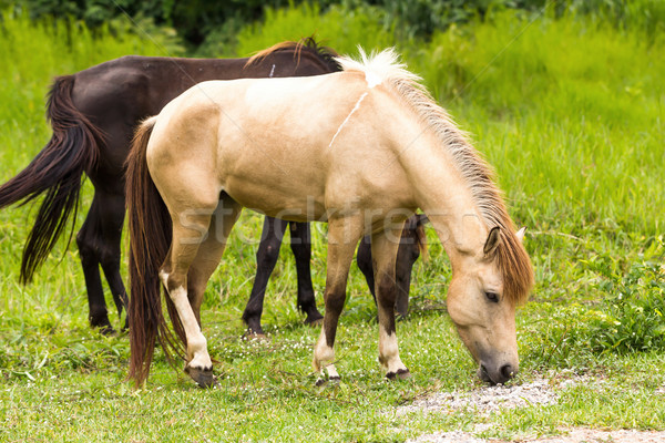 Horse in field  Stock photo © stoonn